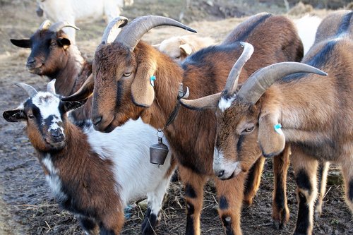 goats  brown  breeding