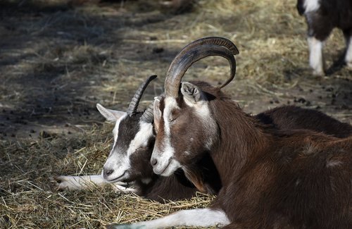 goats  animals  farm