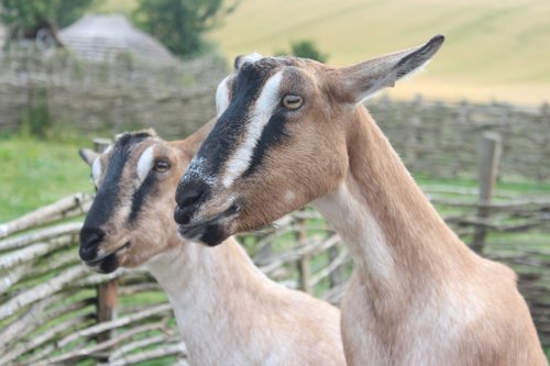goats  nature  uk