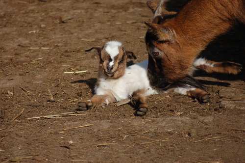 goats  farm  animals