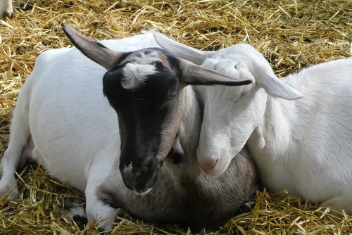 goats  sleep  farm