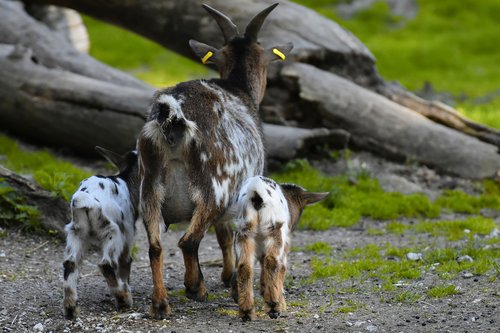 goats  mom young animals  playful