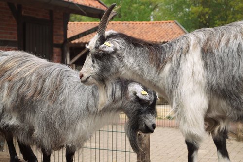 goats  billy goat  animal