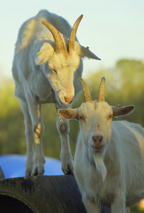 goats  portrait  climb