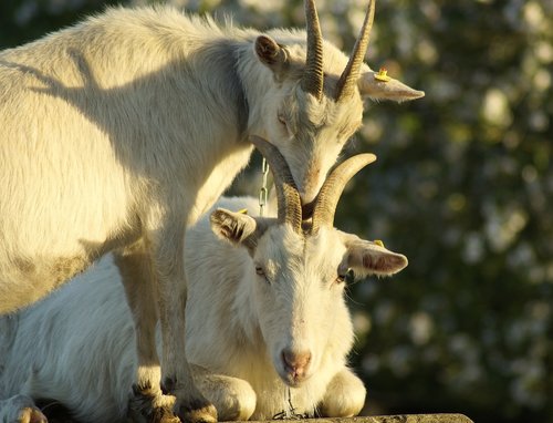 goats  horns  goat's head