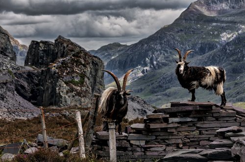 goats  mountain  wales