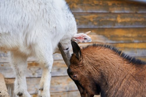goats  fight  deals