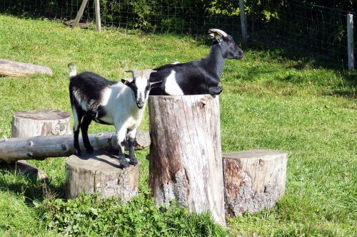 goats wood stock enjoy heat