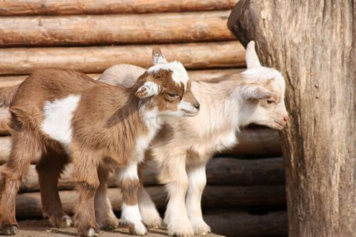 goats babies wildlife park