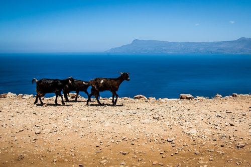goats greece crete