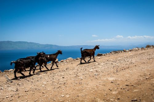 goats the stones greece