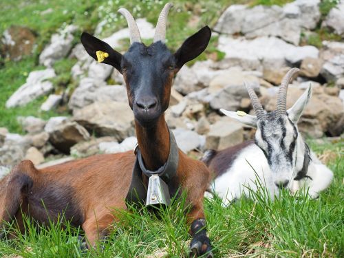 goats animals capra aegagrus hircus