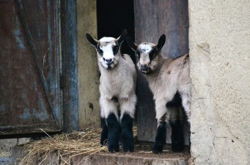 goats animals backyard