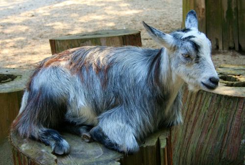 goats grey animals