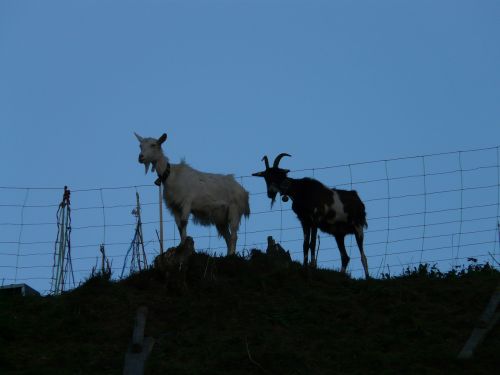 goats pasture animals