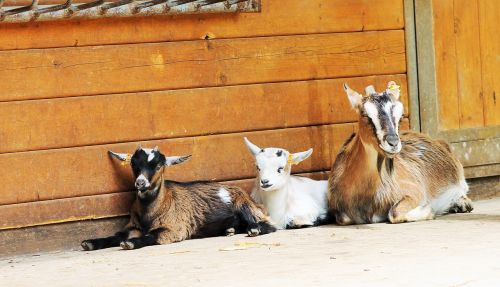 goats relaxed family