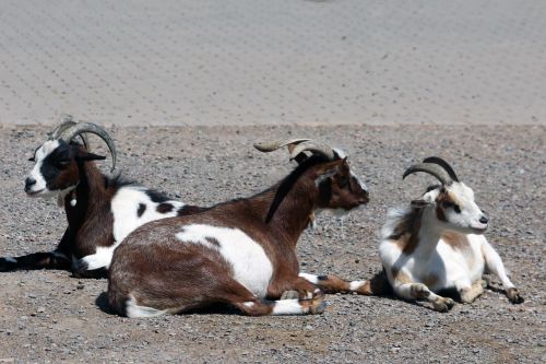 goats zoo animals