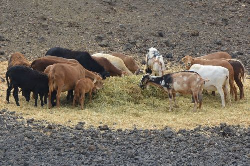 goats animals power supply