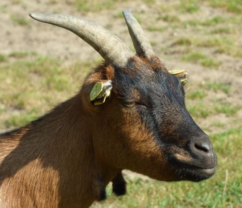 goat's head goat billy goat