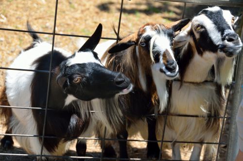 Goats Looking For Food