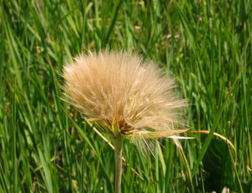 goatsbeard flower seeds goatsbeard