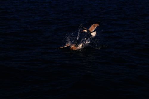 gocek boat type