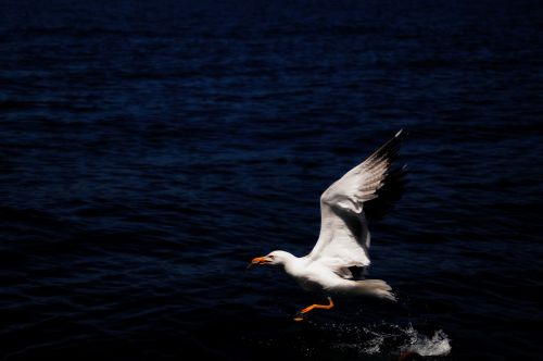 gocek boat type