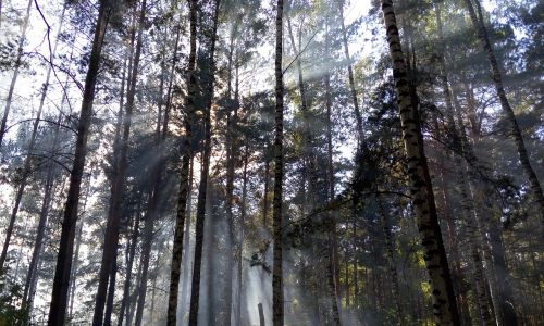 light forest the sun's rays