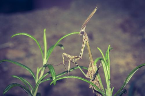 god worshipers insect macro