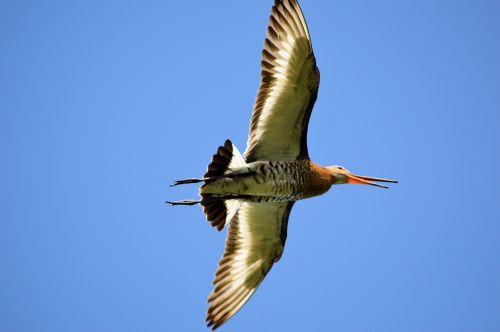 Godwit