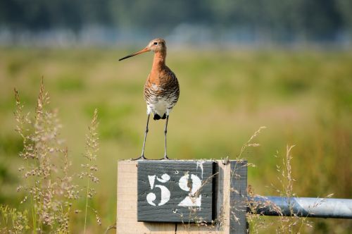 Godwit