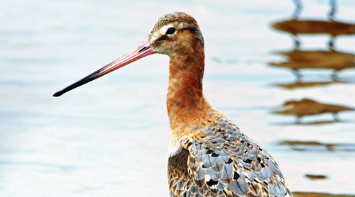 godwit  wader  bird