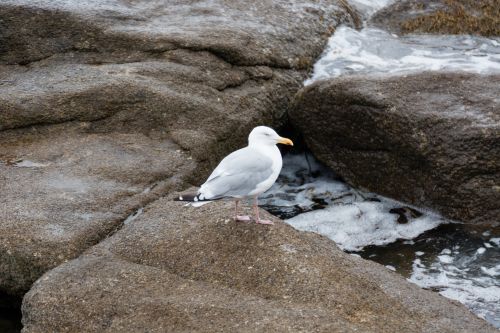 Gull At The Water&#039;s Edge