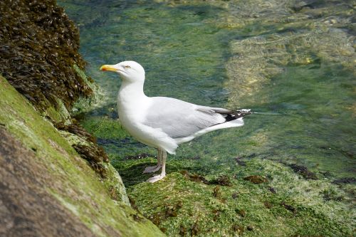Gull At The Water&#039;s Edge