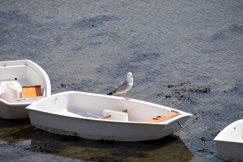 Gull And Boat