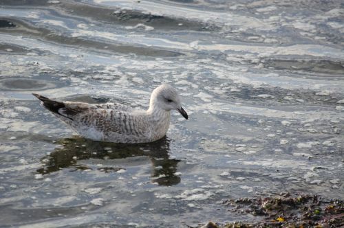 Gull And Reflections