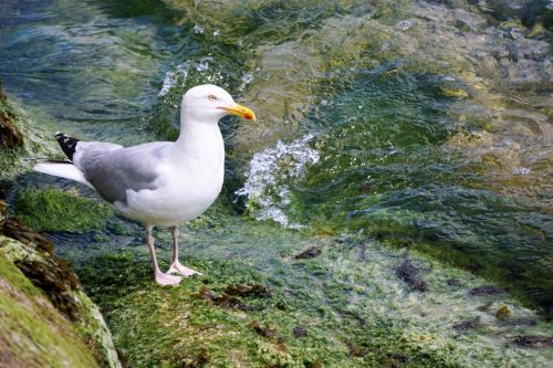 Gulls And Waves