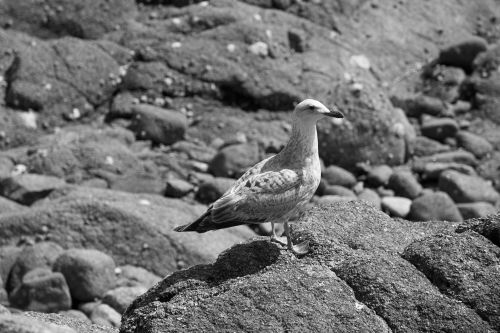 Gull On The Rocks