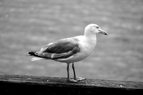 Gull On A Beam