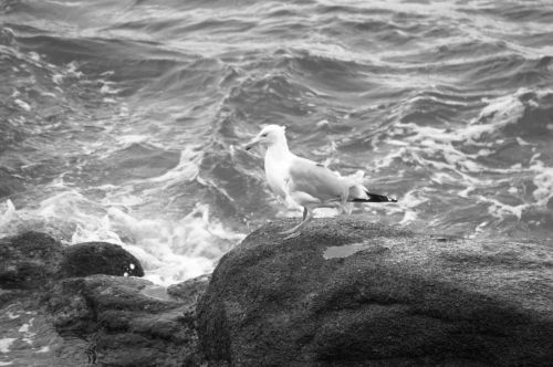 Gull, Water And Rocks