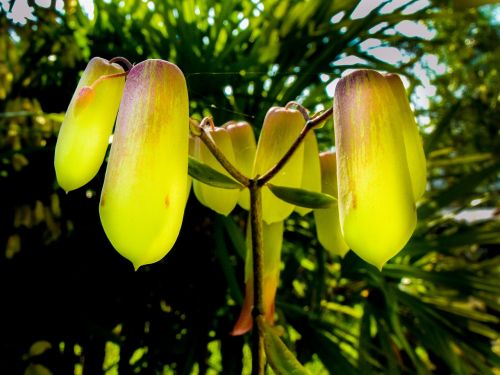 goethe plant kalanchoe pinnata blossom