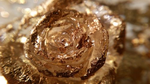 gold macro rose