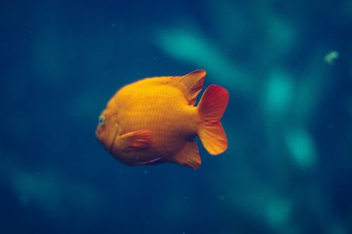 gold fish aquatic
