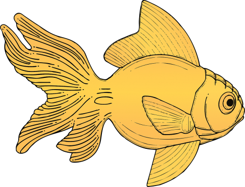 gold fish aquarium