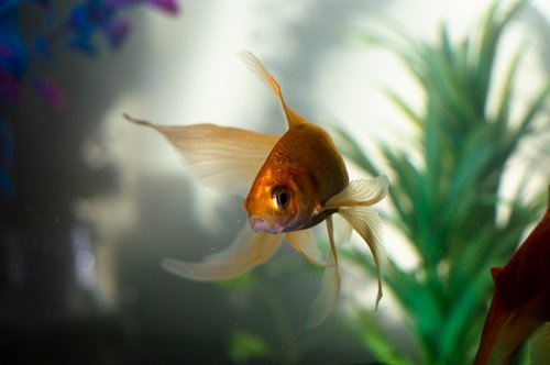 gold  fan tail  fish