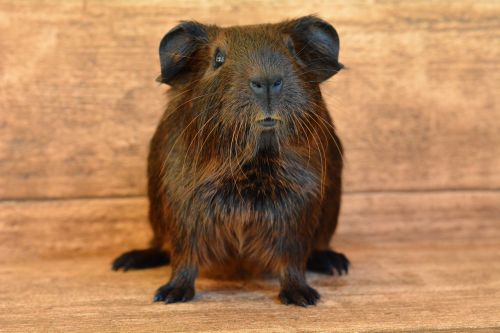 gold agouti guinea pig young animal