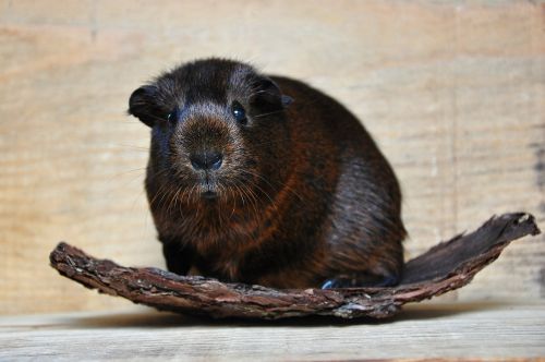 gold agouti guinea pig smooth hair