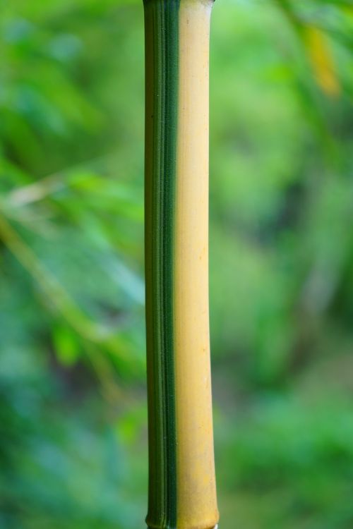 gold bamboo tube stalk green