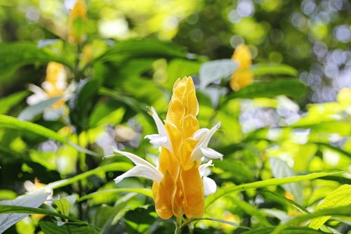 gold bud flower  pachystachys lutea  flower