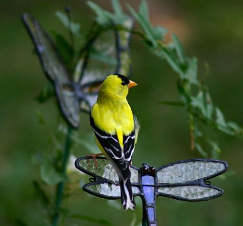 gold finch bird feathered